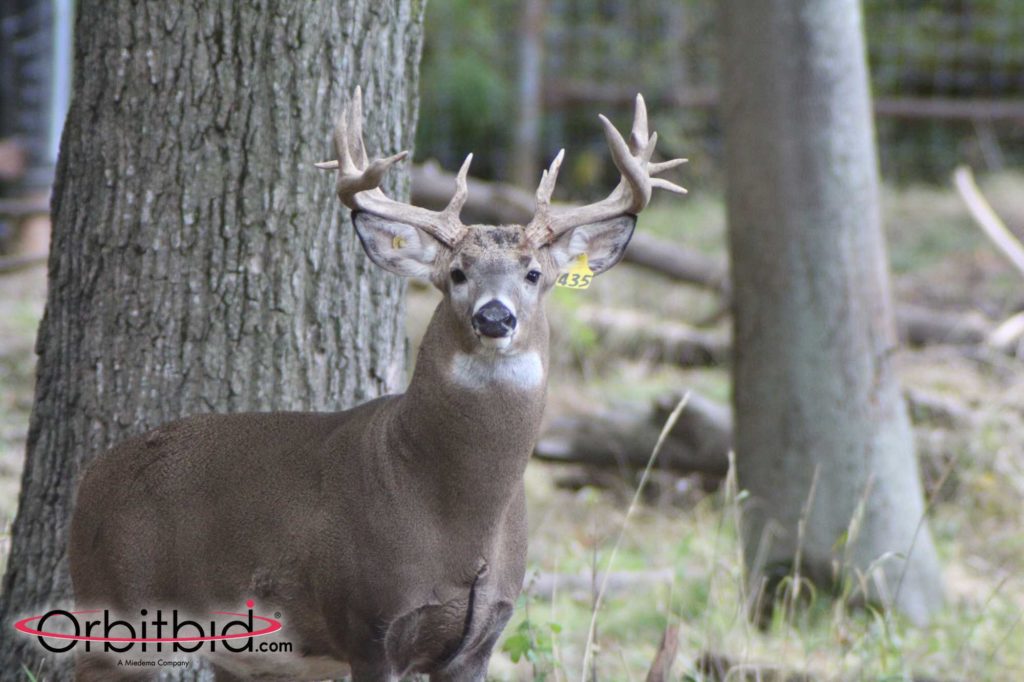 dream buck hunt