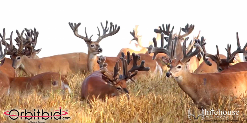 Michigan Whitetail Dream Buck Hunt of a Lifetime